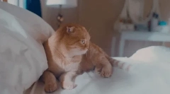 Як вибрати ім'я для шотландського кота?